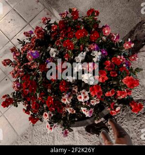 Pflanztopf mit bunten Blumen in einem städtischen Bürgersteig Stockfoto