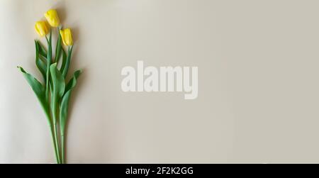 Drei gelbe Tulpen mit langen Stielen liegen auf einem gelben Hintergrund. Banner. Draufsicht. Frühlingsblumen Konzept. Speicherplatz kopieren. Horizontale Ausrichtung. Stockfoto