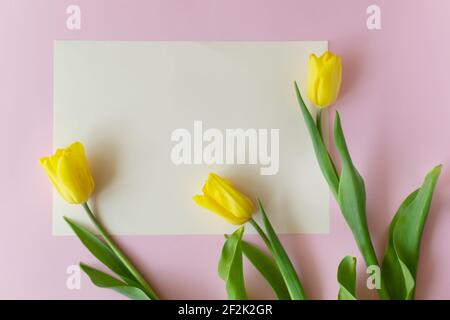 Drei gelbe Tulpen mit langen Stielen liegen auf einem rosa Hintergrund. Modell. Draufsicht. Konzept der Frühlingsferien. Speicherplatz kopieren. Horizontale Ausrichtung. Stockfoto