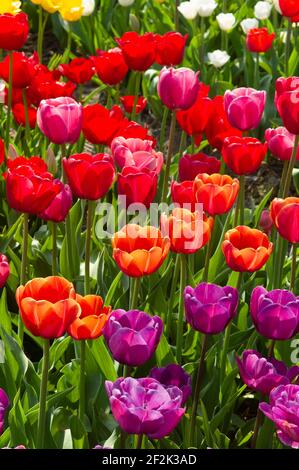 Feld mit roten, orangen, rosa, gelben, lila und weißen Tulpen mit grünen Stielen und Blättern in den Niederlanden. Von oben gesehen Stockfoto