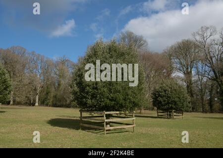Winter Laub eines Evergreen Holly oder Holm Oak Tree (Quercus ilex) Wächst in einer Parklandlandschaft mit einem wolkigen blauen Himmel Hintergrund in Rural Devon Stockfoto