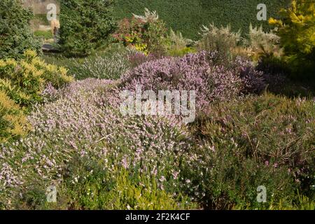 Krautige Grenze von bunten rosa Heathers wächst in einem Winter Steingarten in Rural Devon, England, Großbritannien Stockfoto