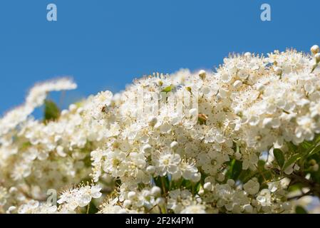 Die Blumen eines firethorns, oder pyracantha, in einem Garten in Exeter, Devon, Großbritannien. Stockfoto