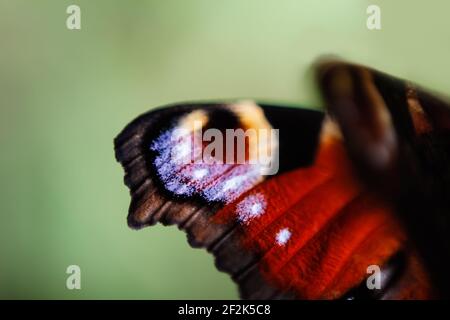 Defocus Europäischen Pfau Schmetterling Inachis io. Flügel extrem Nahaufnahme auf unscharfem hellgrünen Hintergrund. Helle Schmetterlingsaugen. Hintergrundbilder. Aus Stockfoto