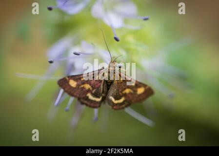 Eine Minzmotte (Pyrausta aurata) auf Phacelien, oder Skorpionweed, in einem Garten in Exeter, Devon, Großbritannien. Stockfoto