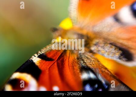 Defocus schöner Körper eines Pfau Schmetterling ist extrem nah. Heller, unscharfer grüner Hintergrund. Malerische Tapete, Glückskonzept. Samt Stockfoto