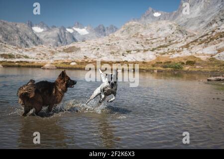 Verspielte Hunde im See gegen Berge Stockfoto