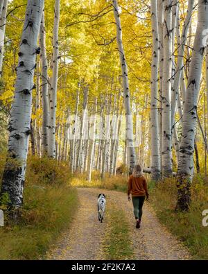 Rückansicht einer Frau, die mit Hund zwischen Herbstbäumen spazierengeht Im Wald während des Urlaubs Stockfoto