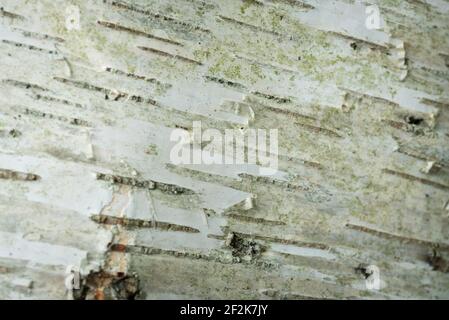 Muster in der Rinde einer Silberbirke (Betula pendula), Schinkenwand-Naturschutzgebiet auf den Somerset-Ebenen, Großbritannien. Stockfoto