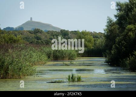 Glastonbury Tor aus dem Ham Wall RSPB Nature Reserve in den Somerset Levels, Großbritannien. Stockfoto