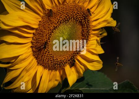 Honigbienen und Bienenfliegen sammeln Pollen auf einer Blüte Sonnenblume Stockfoto