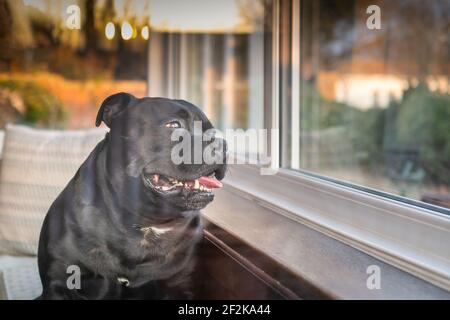 Staffordshire Bull Terrier Hund aus dem Fenster in der goldenen Stunde, als die Sonne untergeht. Von außen gesehen. Es gibt einige Fenster Stockfoto