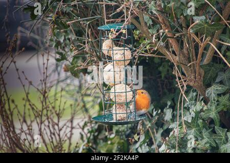 Robin Vogel Fütterung auf Fett oder Suet Bälle von A Hängefeeder Hängefeeder in einem Garten Stockfoto