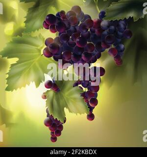 Vector Bündel von roten Trauben mit Blättern im Weinberg auf Hintergrund mit Bokeh Stock Vektor
