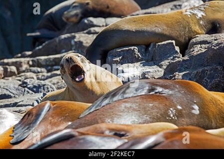 Kalifornische Seelöwen (Zalophus californianus) sonnen sich auf Felsen bei der Seelöwenkolonie bei Cabo San Lucas auf der Halbinsel Baja California Sur, Mexiko Stockfoto