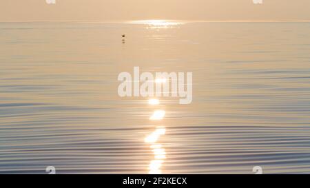 Möwe Silhouette über dem Meer bei bunten Sonnenuntergang. Stockfoto