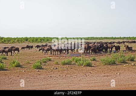 Cape Buffalo an einem Wasserpunkt 13629 Stockfoto