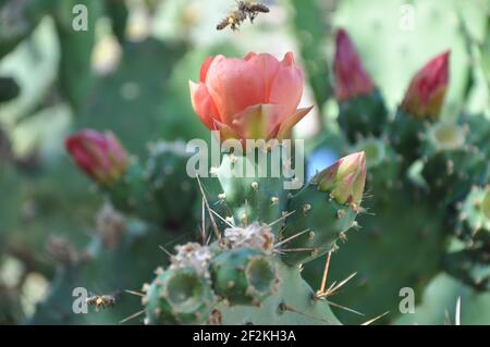 Indische Feige opuntia, barbaren Feige, Kaktus Birne in Blüte. Kaktus aus stacheligen Birnen.Opuntia ficus-indica mit rosa Blüten. Stockfoto