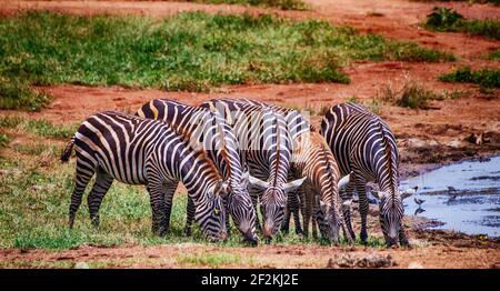 Eine Gruppe von Grevys Zebras steht am Teich. Stockfoto