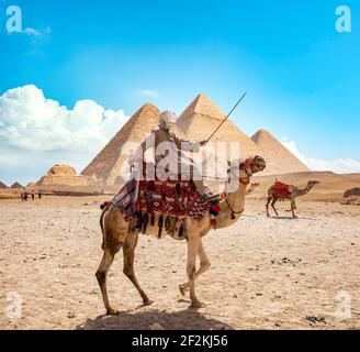 Beduinen auf Kamel in der Nähe von Pyramiden in Wüste Stockfoto