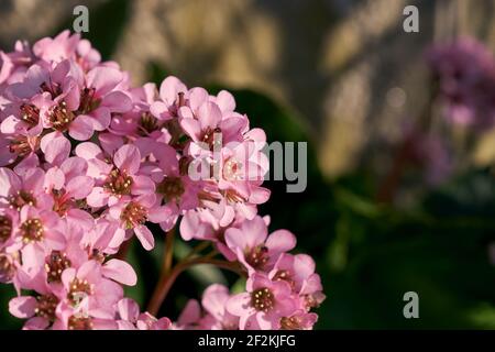 Herz-leaved Bergenia Zierpflanze rosa Blüten aus nächster Nähe Stockfoto