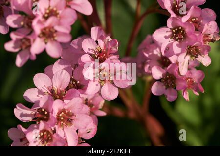 Herz-leaved Bergenia Zierpflanze rosa Blüten aus nächster Nähe Stockfoto