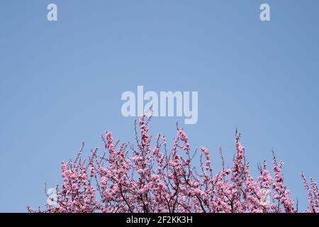 Blühende prunus cerasifera oder Kirsche Pflaume rosa Blüten und blau Himmel Hintergrund Stockfoto