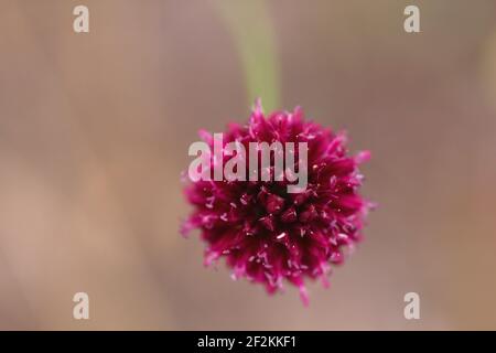 Allium sphaerocephalo rötlich violette Blume aus nächster Nähe Stockfoto