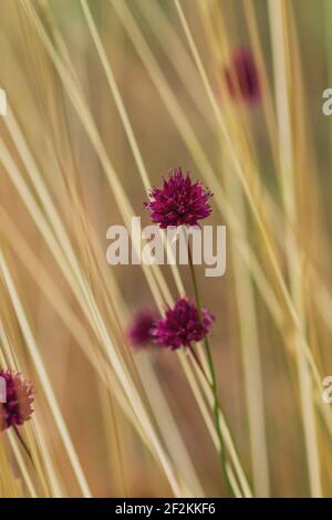 Allium sphaerocephalo rötlich violette Blume Stockfoto