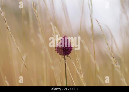 Allium sphaerocephalo rötlich violette Blume Stockfoto