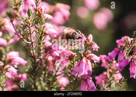 Hummel saugen den Pollen von erica erigenea Frühling rosa Blüten Stockfoto