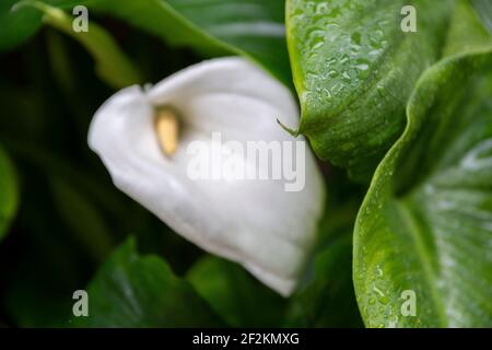 Frühlingskonzept: Wassertropfen auf weißen Blüten mit grünen Blättern. Regen fällt auf helle frische Pflanzen. Morgentau im Garten. Natürliche Botanik Stockfoto