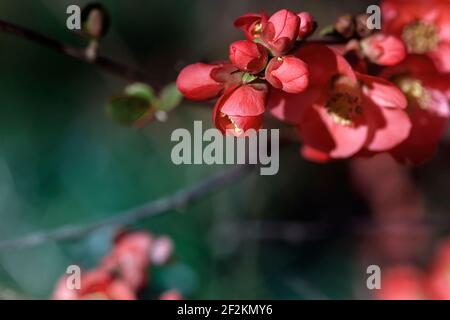 Detail der blühenden chaenomeles japonica blasse rote Blüten Stockfoto