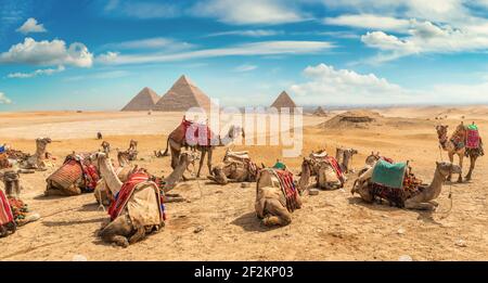 Kamele in sandige Wüste in der Nähe von Pyramiden bei Tag Stockfoto