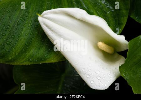 Frühlingskonzept: Wassertropfen auf weißen Blüten mit grünen Blättern. Regen fällt auf helle frische Pflanzen. Morgentau im Garten. Natürliche Botanik Stockfoto
