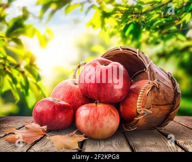 Frische Äpfel in einem Korb auf einem Holztisch, eine Ernte von Gemüse Stockfoto