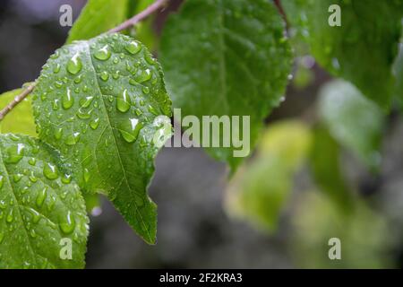 Frühling, Wassertropfen auf grünen Blättern Konzept: Regen fällt auf helle frische Pflanzen. Morgentau im Garten.natürlicher botanischer Hintergrund mit Kopierraum Stockfoto