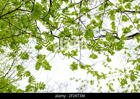 Frühling Wald Baldachin, Eberesche und Hasel Bäume grüne Blätter Hintergrund Stockfoto