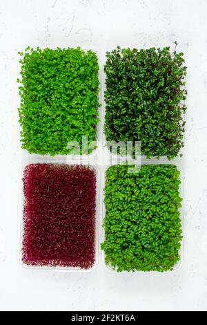 Frische Bio-Microgreens in einem Kunststoffbehälter auf weißem Hintergrund. Micro Greens. Veganes und gesundes Lebensmittelkonzept. Blick von oben. Stockfoto
