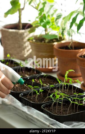 Selbstgewachsene Tomatenpflanzen. Die Frau gießt die Sämlinge. Stockfoto