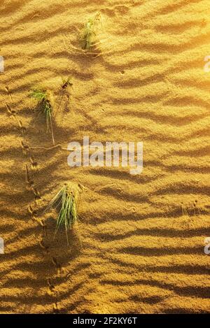 Mit gelbem Sand in der Wüste. Textur der Wüste Stockfoto