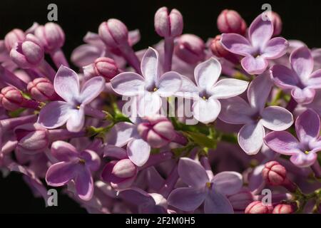 Syringa vulgaris Flieder blüht im Frühling Stockfoto