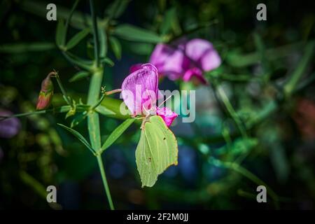 Extreme Makroaufnahme eines Schwefel-Schmetterlings (gonepteryx rhamni), der auf einem rosa Wetch sitzt. Stockfoto
