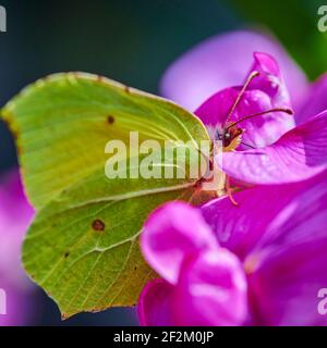 Extreme Makroaufnahme eines Schwefel-Schmetterlings (gonepteryx rhamni), der auf einem rosa Wetch sitzt. Stockfoto