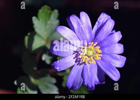 Balkan-Anemone ist eine krautige tuberöse, mehrjährige blühende Pflanzenart, die im frühen Frühjahr blüht. Sie wächst am besten in Halbschatten und feuchten Böden. Stockfoto
