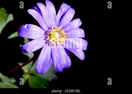 Balkan Anemone trägt große Gänseblümchen wie Blumen in einem umfangreichen Eine Reihe von Farben, darunter blau-lila rosa und weiß ITS Frühe Frühlingsblüten ziehen Bienen an Stockfoto