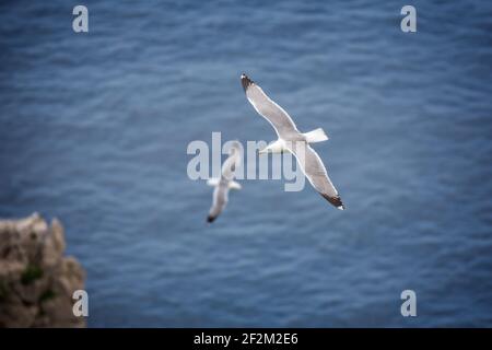 Wasservögel fliegen über das blaue Meer. Möwen fliegen an den Faraglioni Klippen auf der Insel Capri, Tyrrhenisches Meer, Italien Stockfoto