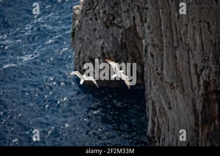 Wasservögel fliegen über das blaue Meer. Möwen fliegen an den Faraglioni Klippen auf der Insel Capri, Tyrrhenisches Meer, Italien Stockfoto