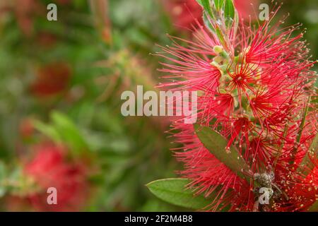Detail der roten Mimosenblüten, die im Frühling blühen Stockfoto