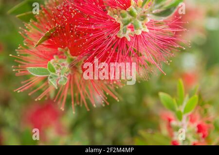 Detail der roten Mimosenblüten, die im Frühling blühen Stockfoto